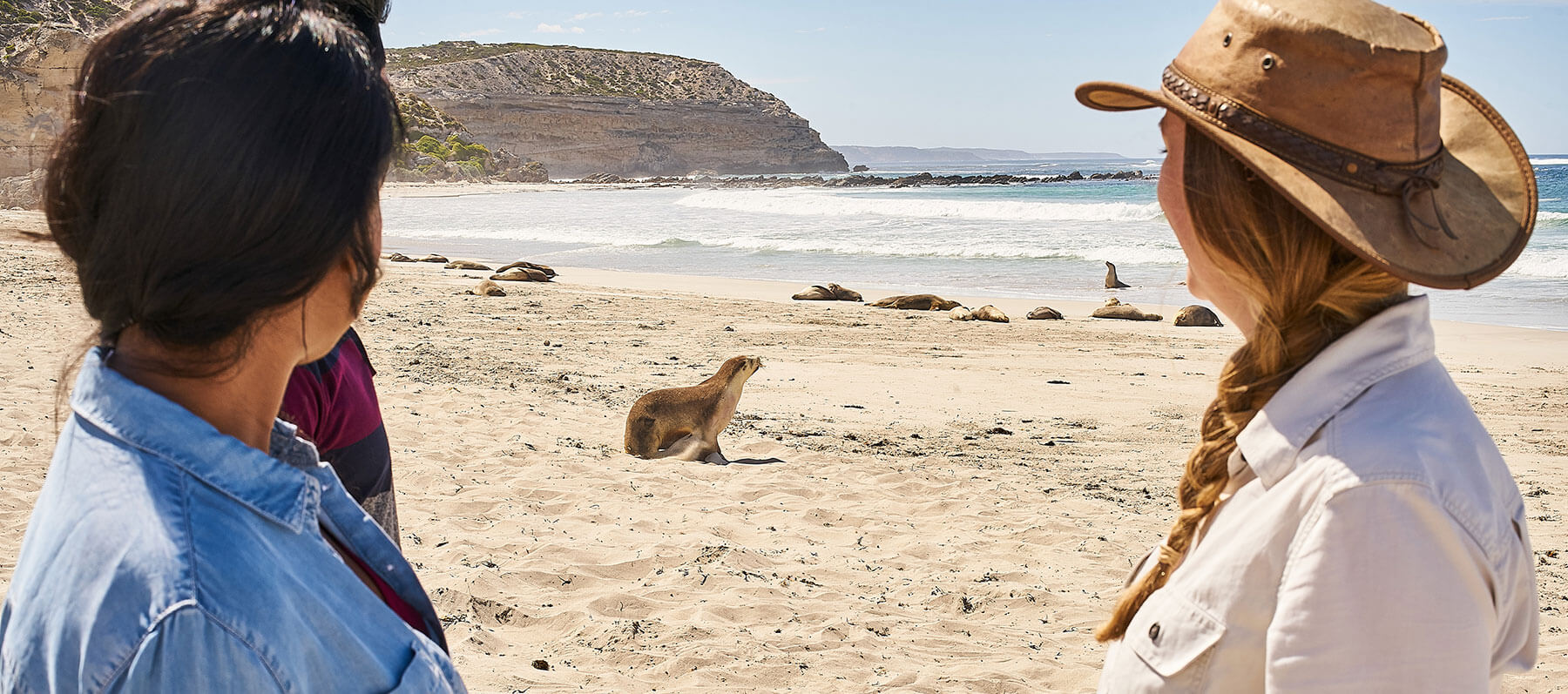 Seal Bay guided walk